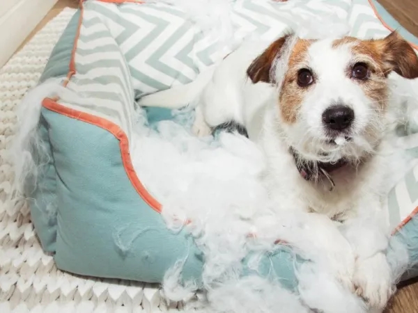 People who sleep with their pets in bed have these 7 traits