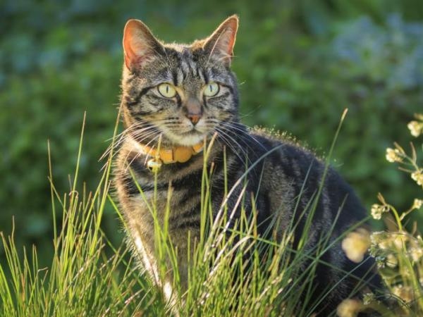 Tener un gato sana: así ayudan estos felinos a calmar el estrés y la tristeza