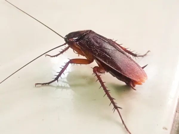 Atenção: As 4 doenças mais comuns transmitidas por baratas