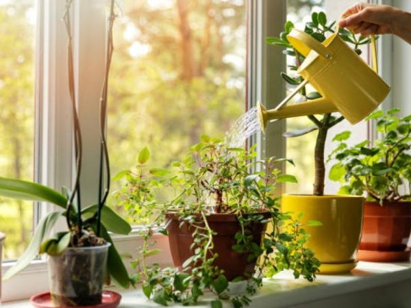 ¿Cuál es la “planta de la abundancia” según el Feng Shui? Ubíquela correctamente