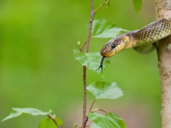 Las 8 maneras de identificar una serpiente venenosa, según los expertos