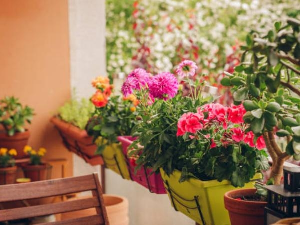 Téngalas en cuenta: estas plantas florecen todo el año incluso si las pone en macetas