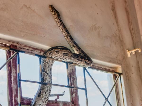 Take note: 4 places where snakes can hide in your home