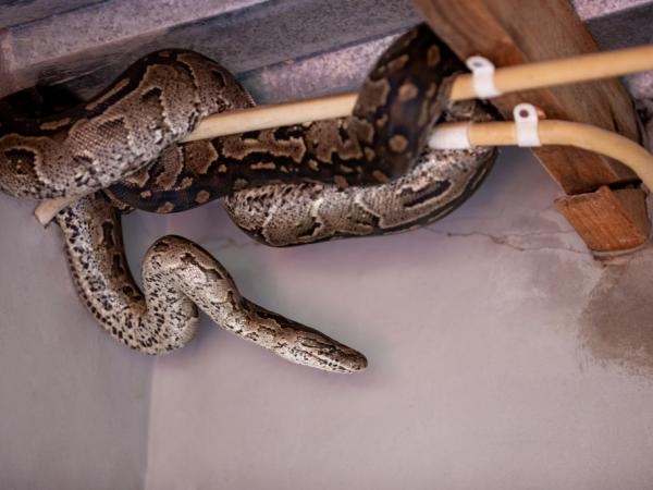 Do you have an empty lot? This repellent can protect you from snakes.