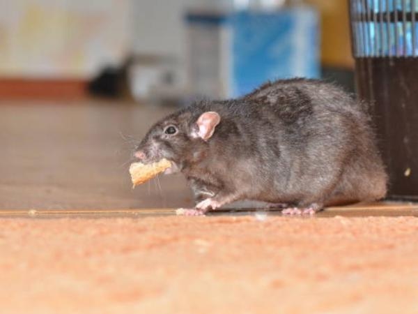 Ils ne manquent jamais : 5 poisons faits maison (et infaillibles) pour les rats et les souris