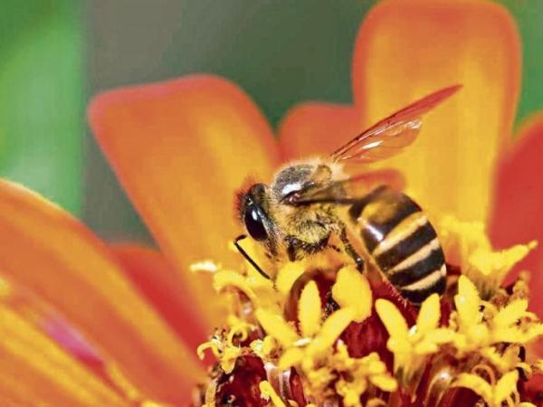 Warum könnten wir auf der Erde ohne Bienen nicht überleben? Das ist seine Bedeutung