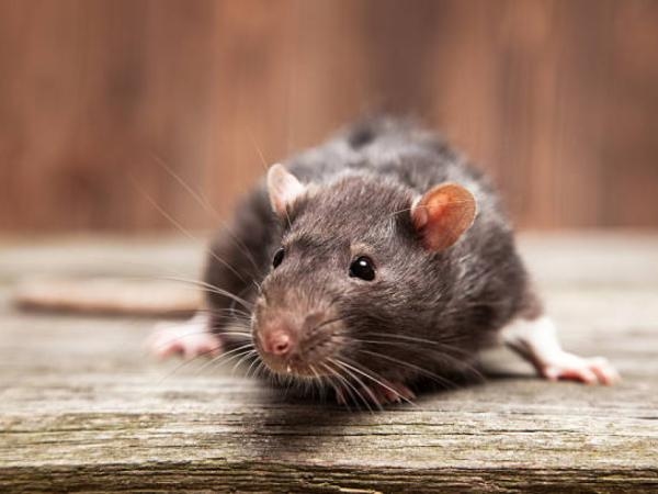 El reconocido ingrediente que tiene en casa y es un veneno 'eficaz' para las ratas