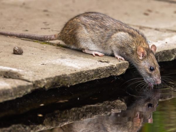 7 tips om rattenplagen voor eens en altijd te bestrijden