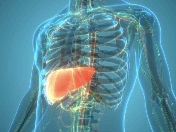 Fatty Liver: These Are the 6 Things You Should Do to Eliminate the Condition