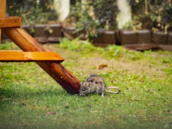 Das Element, das laut einem Experten dazu führt, dass Ratten Ihren Garten übernehmen