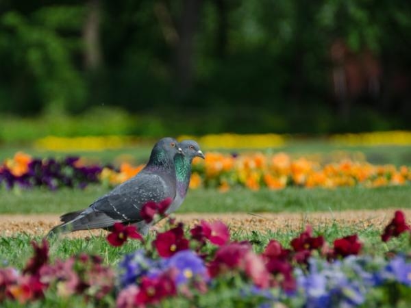 Ni venenos ni olores raros: el ingenioso truco para espantar palomas de sus árboles