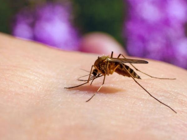 Kolumbijski naukowiec odkrył u komarów wirusa, który może powstrzymać dengę i żółtą febrę