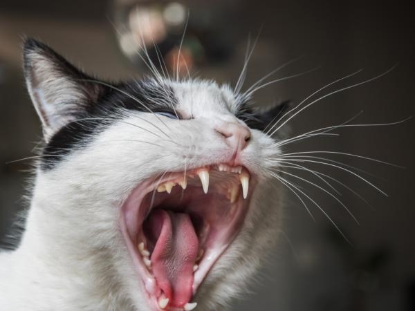 Si no le gustan los gatos en casa: estos son los 4 olores que más odian