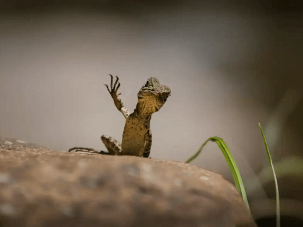 Très drôle : des photos d'animaux qui montrent le côté comique de la nature
