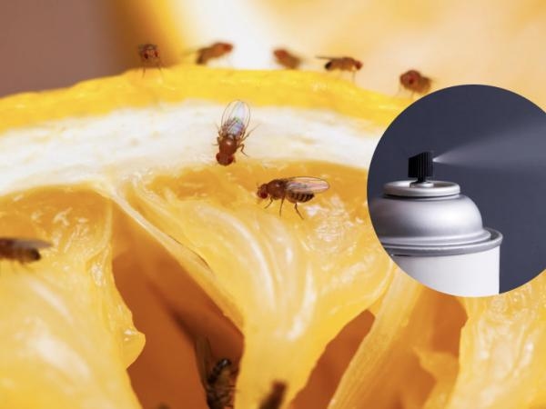 Son molestas, pero hay solución: 6 formas de acabar con las 'moscas de la fruta'