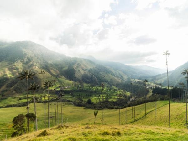 Les 4 meilleurs cafés de la région caféière de Colombie, selon AI (vous devriez les connaître)