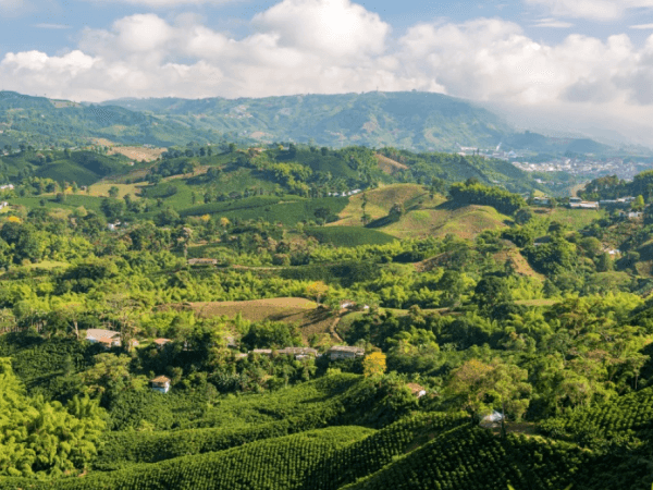 Lo dice la IA: los 3 lugares donde se toma el mejor café de Colombia