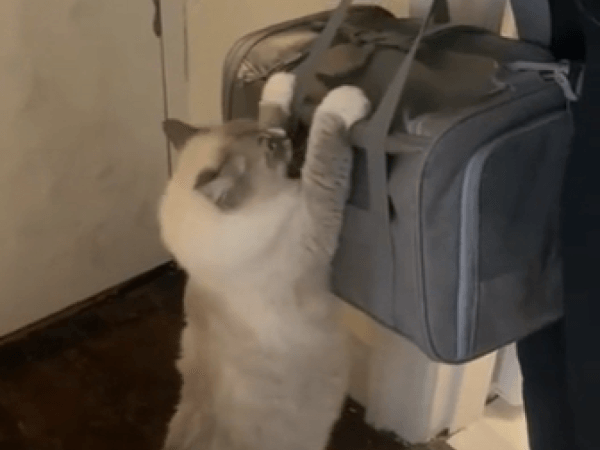 Cat clings to her adopted babies in heartbreaking social media video