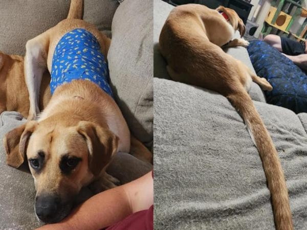 Dieser Hund sorgt wegen seines Schwanzes für Kontroversen: Es heißt, er sei der längste der Welt.