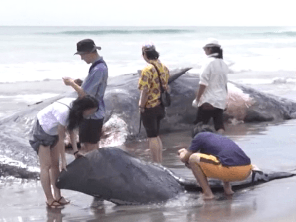 Heartbreaking discovery in Japan: the bodies of four whales found on a beach