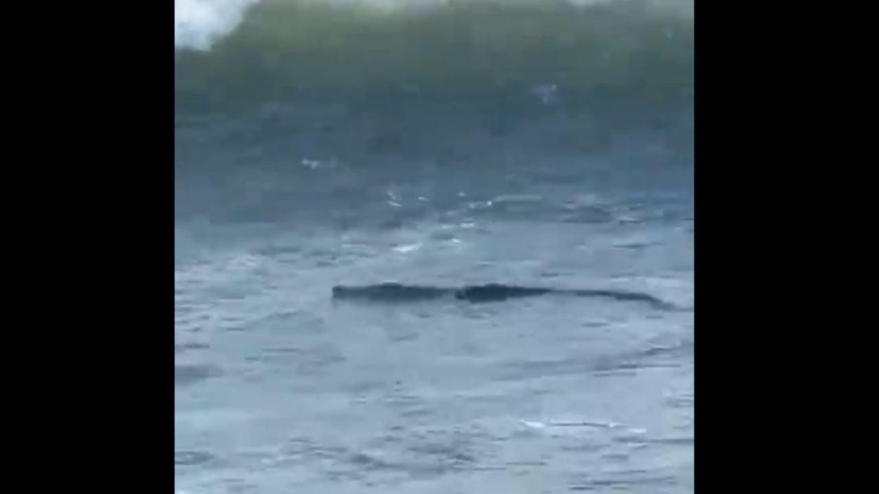 Coccodrillo catturato nella zona di Diamante ad Acapulco (Video)