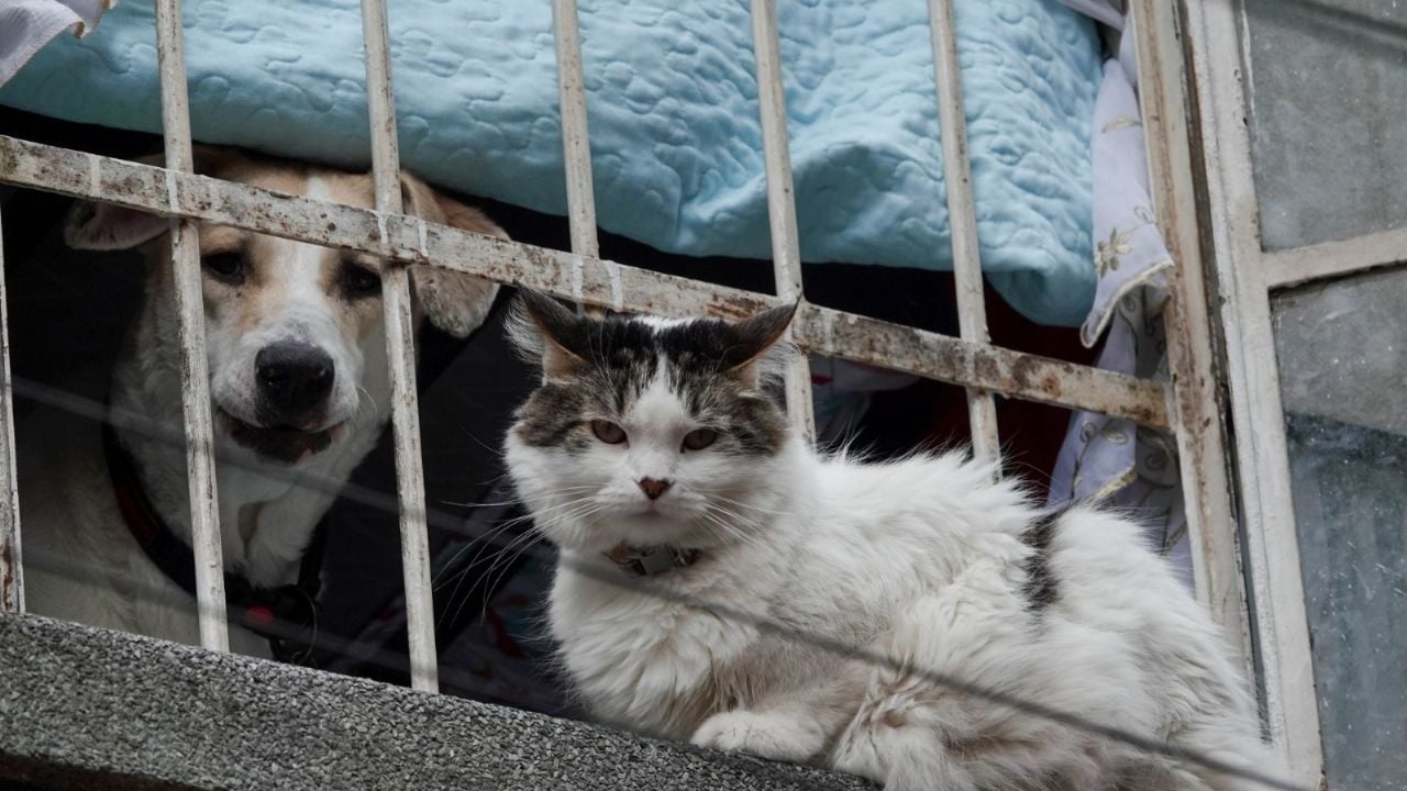 Uma decisão que reconhece os animais como seres sencientes avança na Cidade do México.
