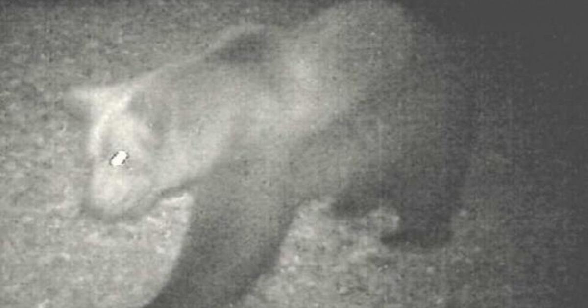 Po M29 kolejny niedźwiedź zauważony w Verbano Cusio Ossola