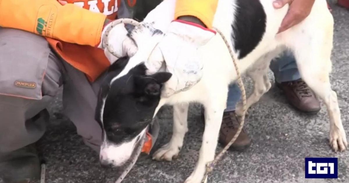 Crimes contre les animaux, la loi Brambilla en vigueur à partir d'aujourd'hui