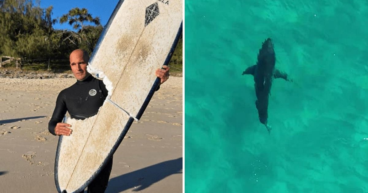 De haaienbeet splijt de surfplank in tweeën, wat de surfer redt. Video van de aanval in Australië.