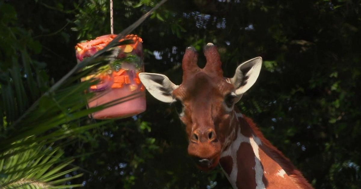 Troppo caldo: ghiaccioli alla giraffa ed agli animali al Bioparco di Roma per il refrigerio