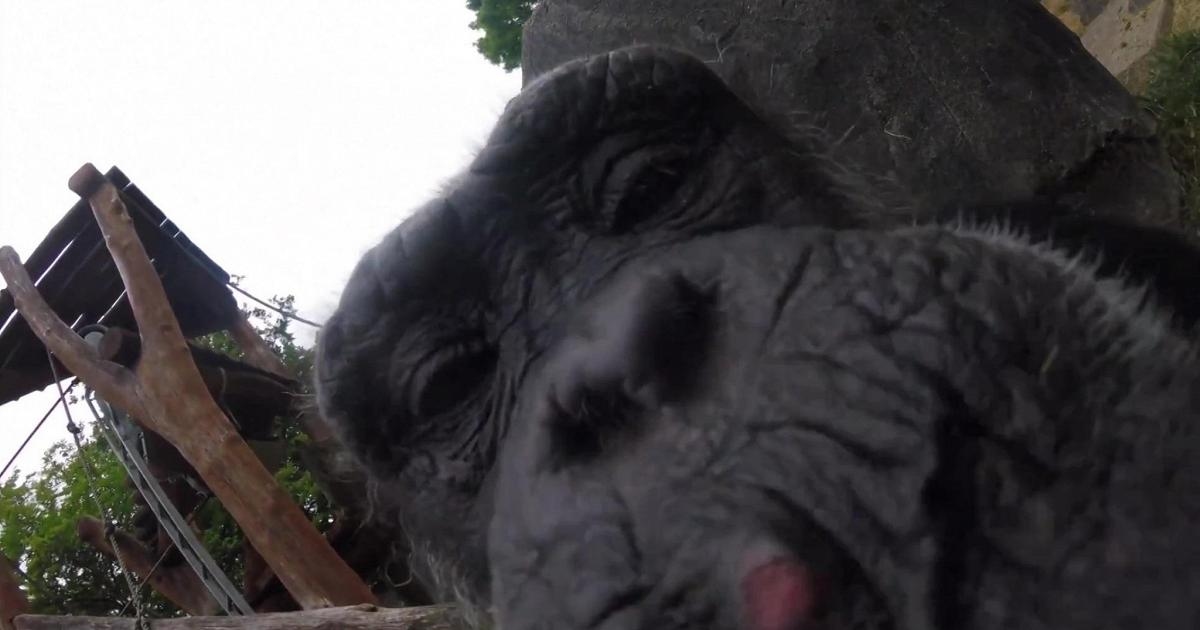 Scimpanzè filma sé stesso: l'incredibile videoselfie nello zoo dell'Oregon
