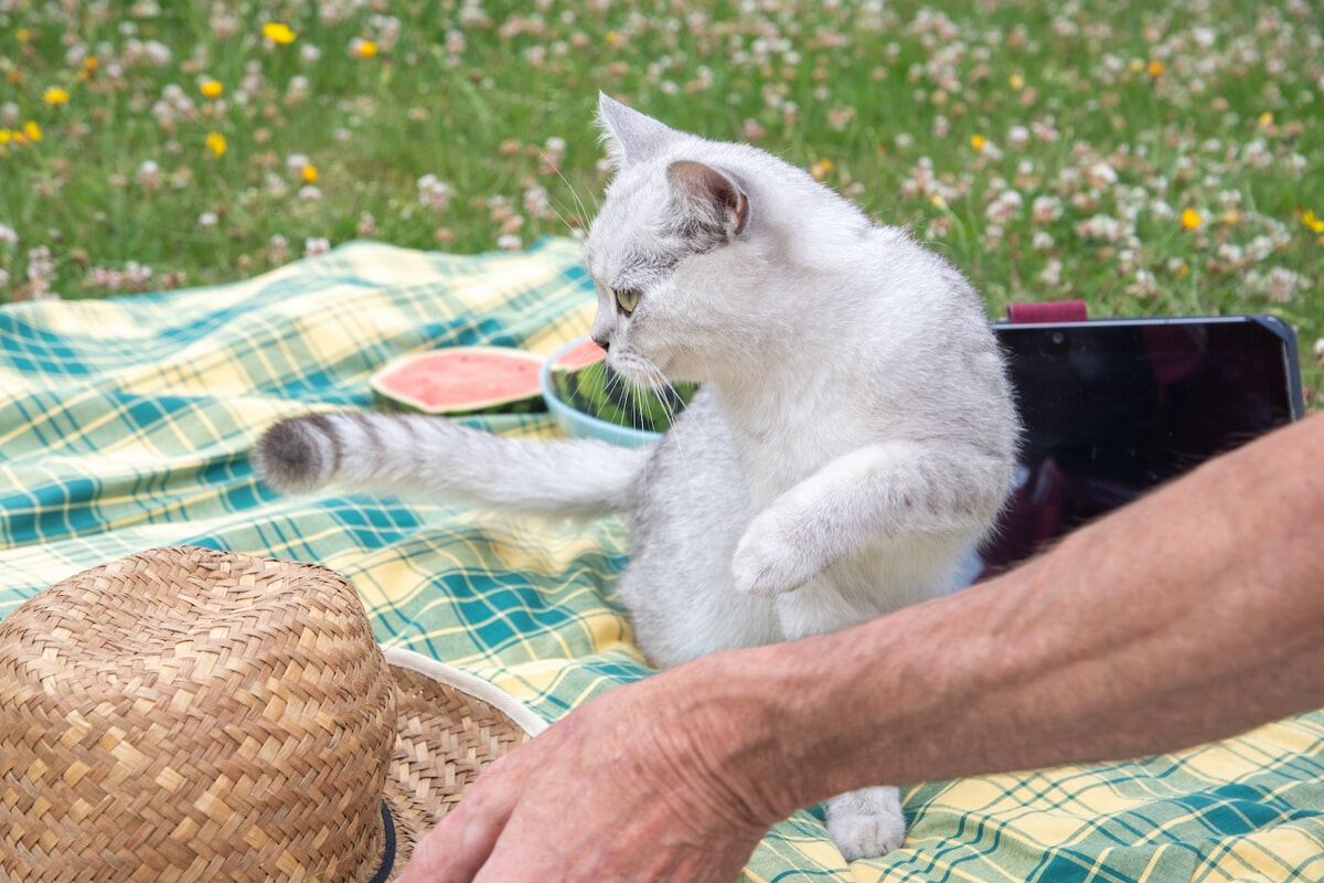 Emmener son chat en vacances : quand le faire ou le laisser à la maison
