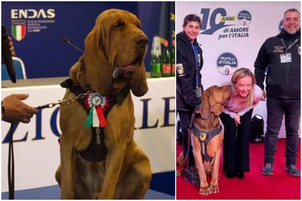 Bruno ammazzato con una polpetta wurstel e chiodi, il cane eroe premiato da Meloni: aveva salvato 9 dispersi
