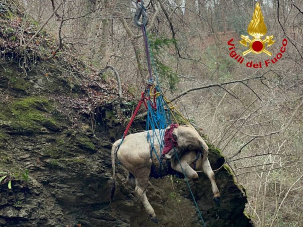 Masciago Primo - Asino e mucca bloccati nel bosco: spettacolare recupero dei Vigili del Fuoco a Masciago Primo -  - Varese News