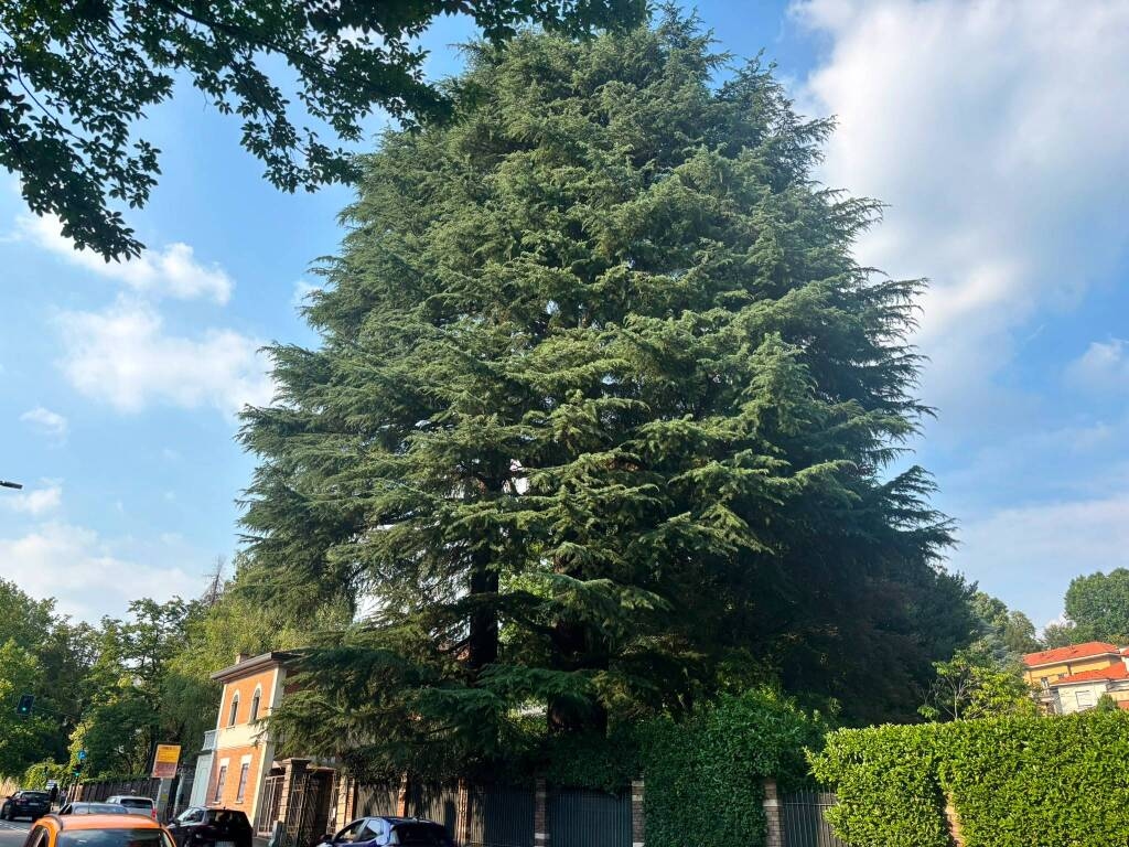 Varese - Cedri secolari, parla il proprietario: “Sono giganti con i piedi d’argilla, penso all’incolumità pubblica” - Varese Laghi - Varese News