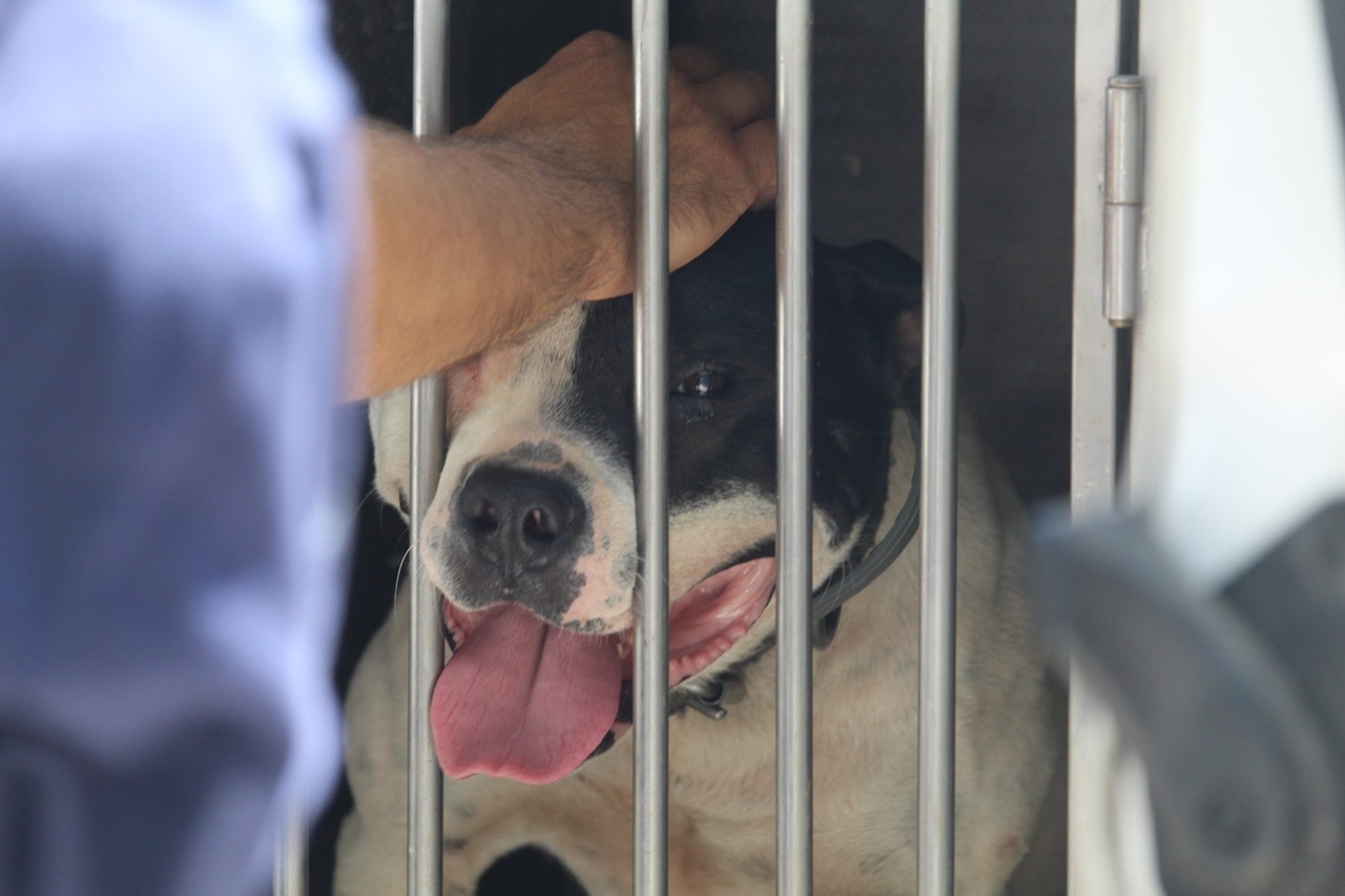 Cani costretti a combattere fino alla fine. Ora sono al sicuro