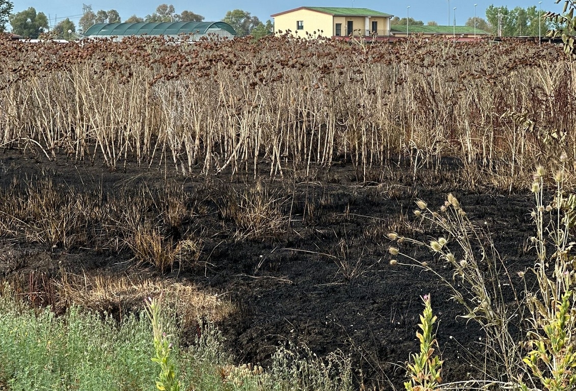 Vague d'incendies et d'actes d'intimidation sur les terres confisquées dans le Sud