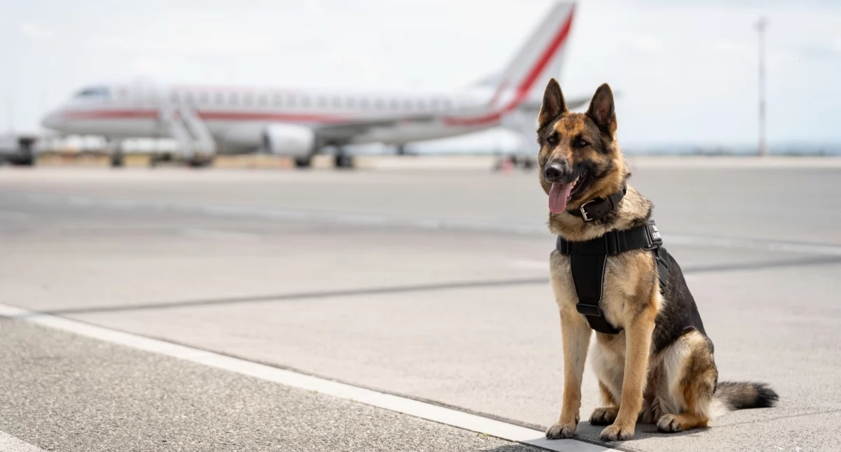 Hoy es el Día del Perro. Los agentes de cuatro patas de la Unidad de la Guardia Fronteriza de Bieszczady también lo celebran [FOTOS, VIDEO]