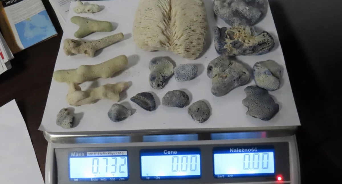 Coralli costruttori di barriera corallina a Jasionka [FOTO]