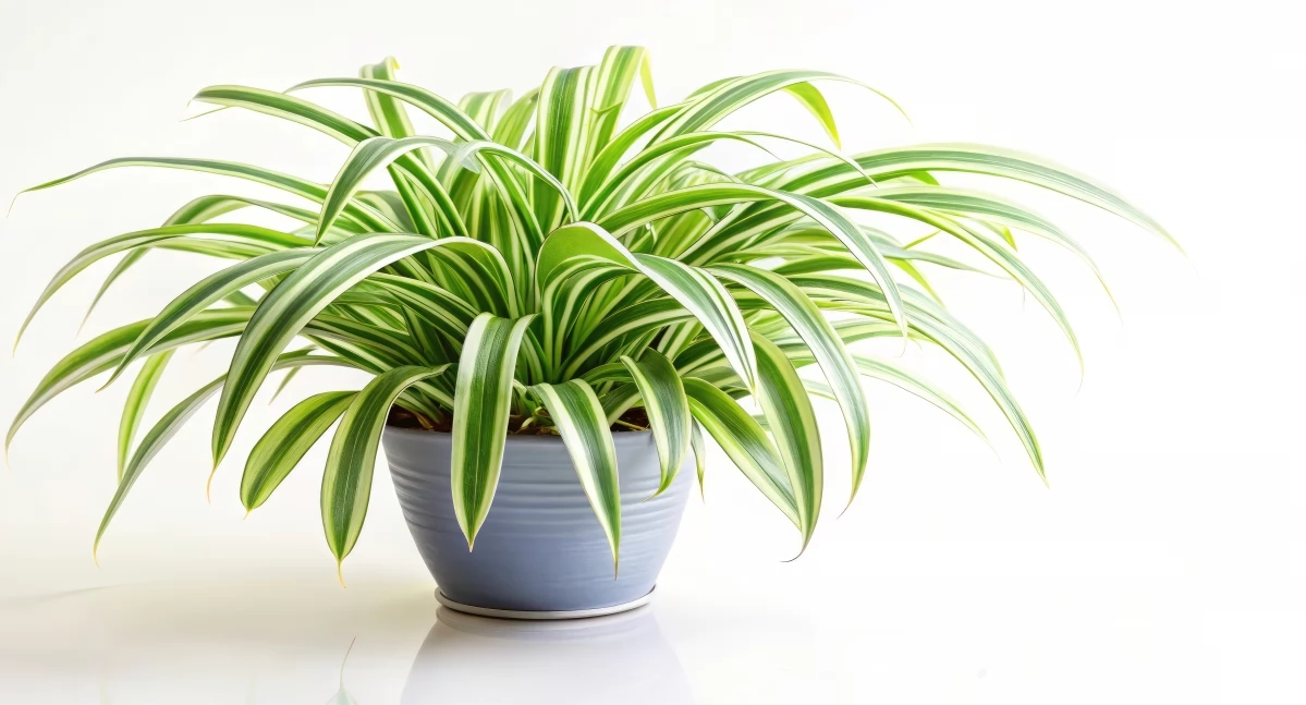 Spider plant – a plant that forgives all mistakes