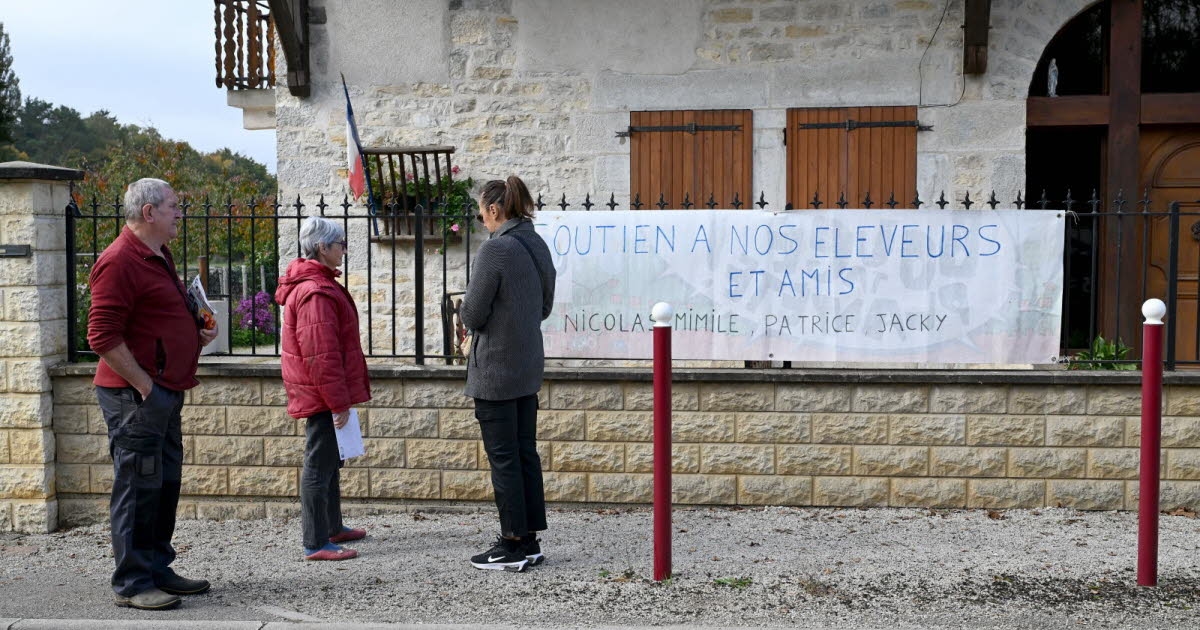Jura. Se declara el cuarto brote de dermatosis nodular bovina: cinco vacas sacrificadas.