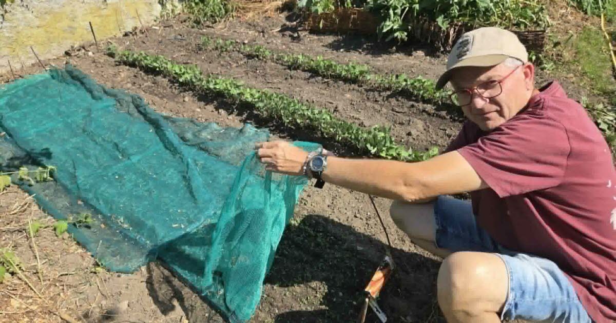 Loire. Canicule : les astuces de ce jardinier pour sauver son potager malgré une température de 40°C