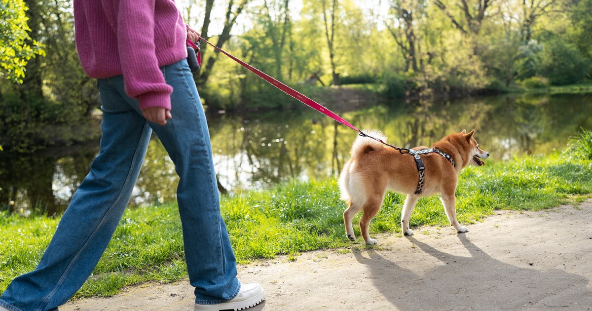 Animaux. Socialisation du chien : pourquoi le jardin ne suffit pas ?