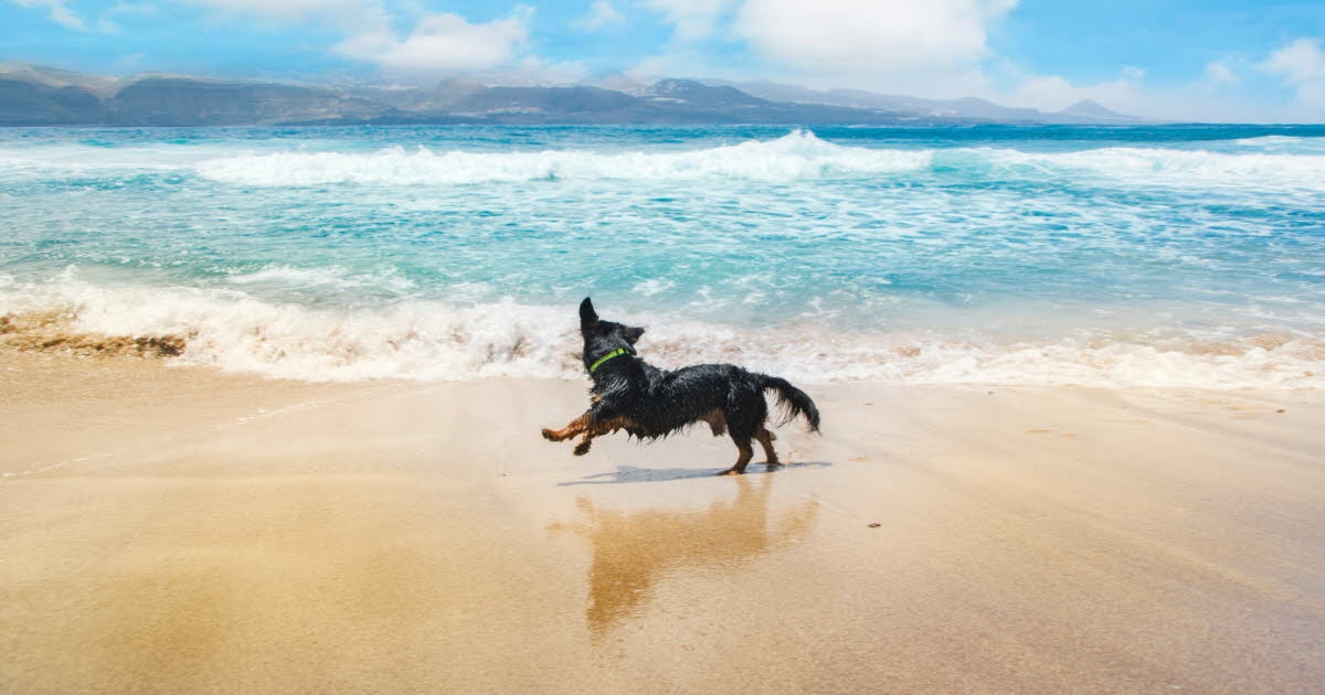 Animaux. Comment préparer ses vacances à la mer avec son animal ?