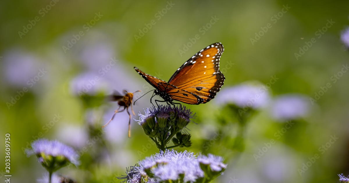 Conseil jardinage. Comment attirer les papillons dans votre jardin ?