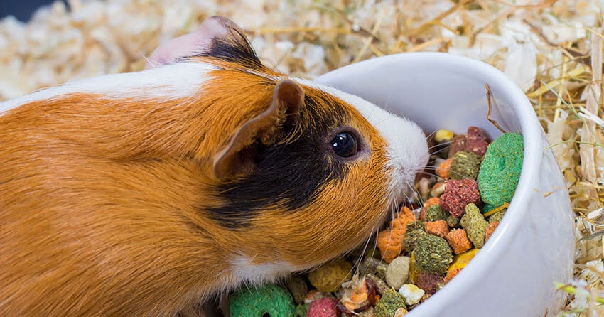 Animaux. Cochon d’Inde : comment garantir son alimentation en votre absence ?