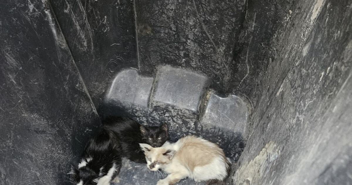 Da Montigny-lès-Metz ad Auboué. Tre gattini gettati vivi nella spazzatura sono stati salvati da morte certa.