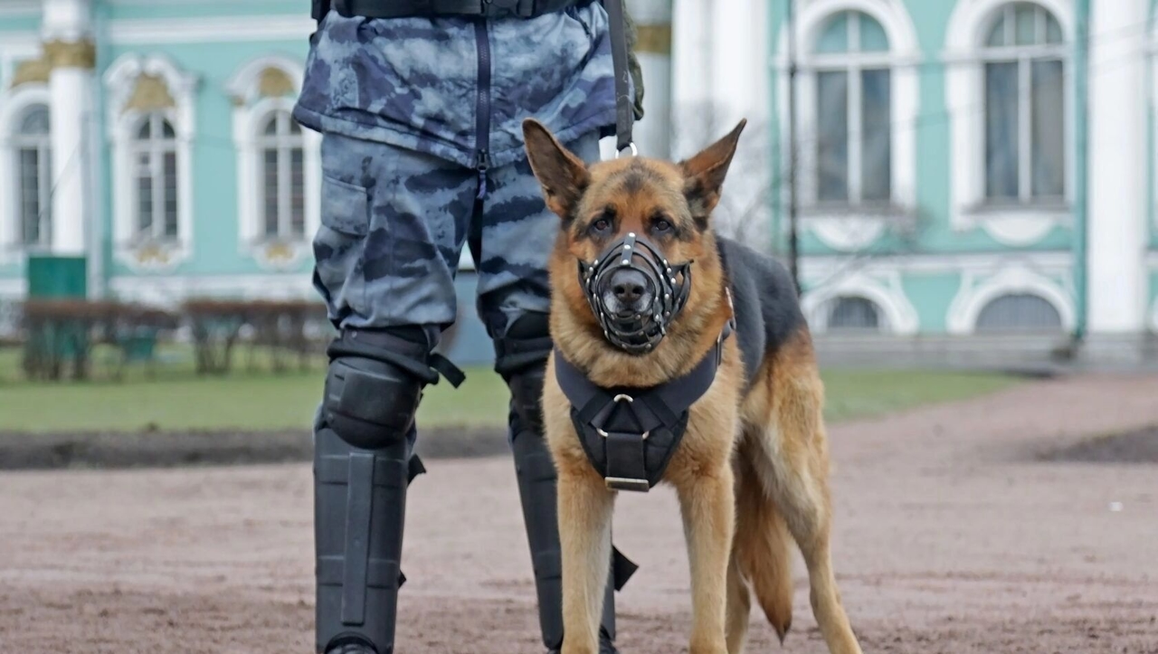 Sąd w Moskwie zezwolił psom na oddawanie moczu na publicznych trawnikach.