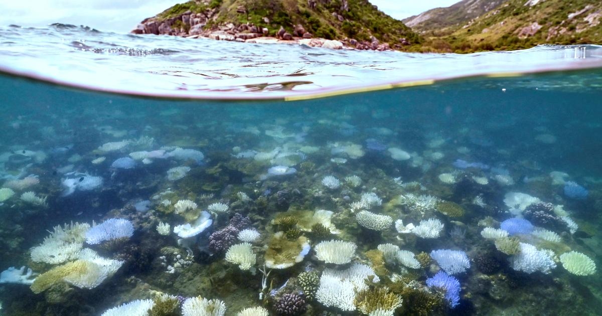 Ameaçados de extinção, os corais atingiram um “ponto de inflexão”