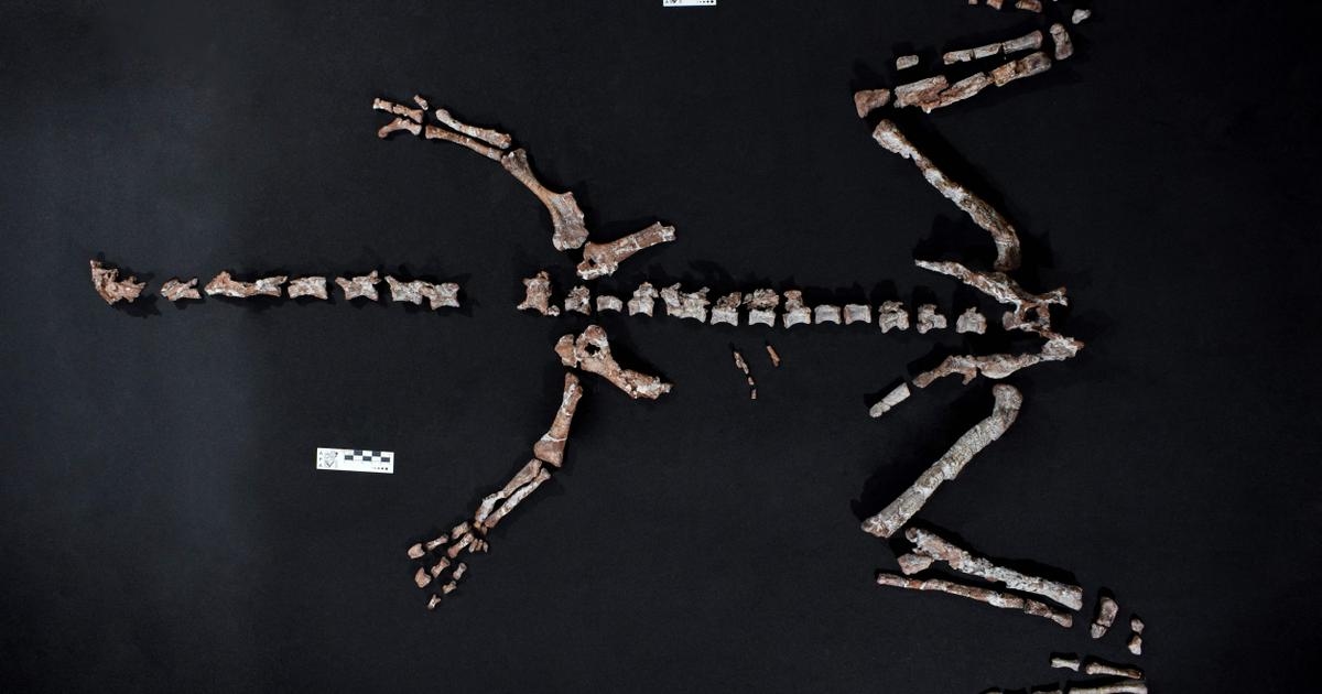 Scoperto in Argentina un dinosauro di 230 milioni di anni fa